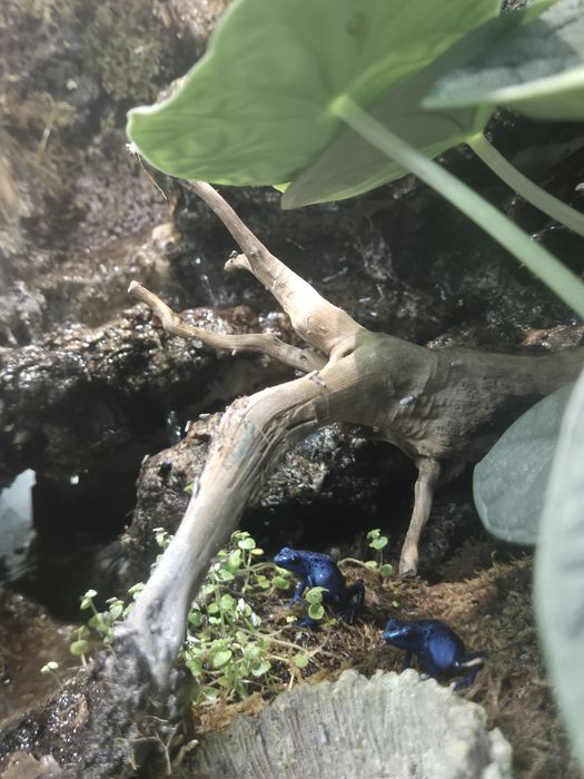 Terrarium Paludarium