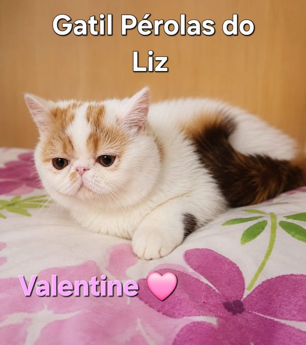 Gatinha exótica  com lop