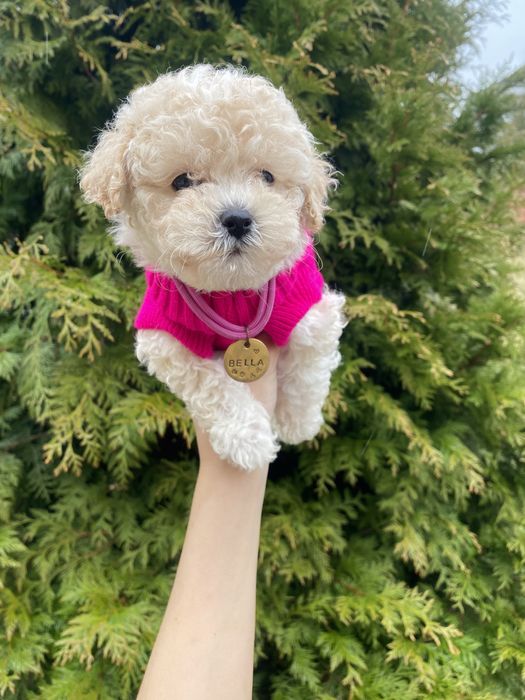 Мальтіпу мікро мальтіпушки