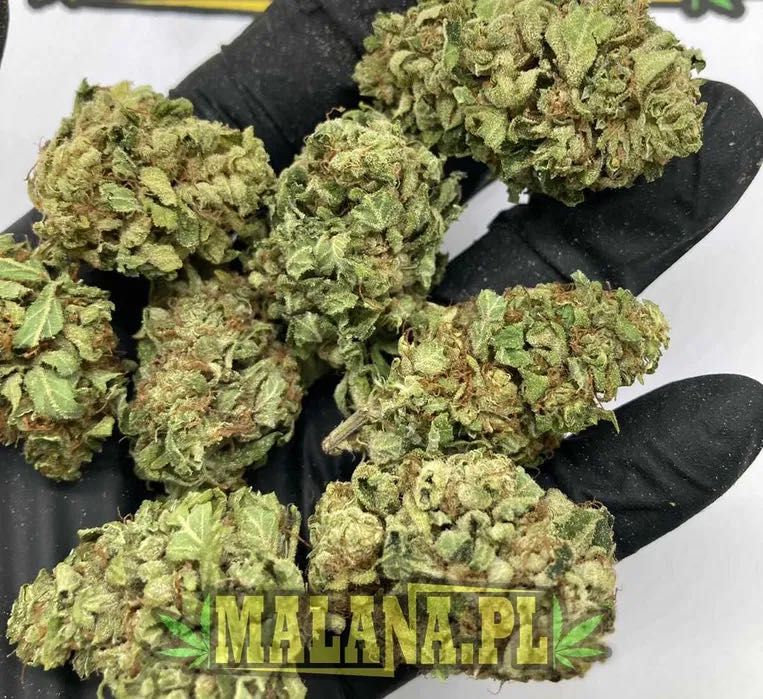 500g Susz konopny CBD White Widow | Jasny Zielony lekki. Malana.pl