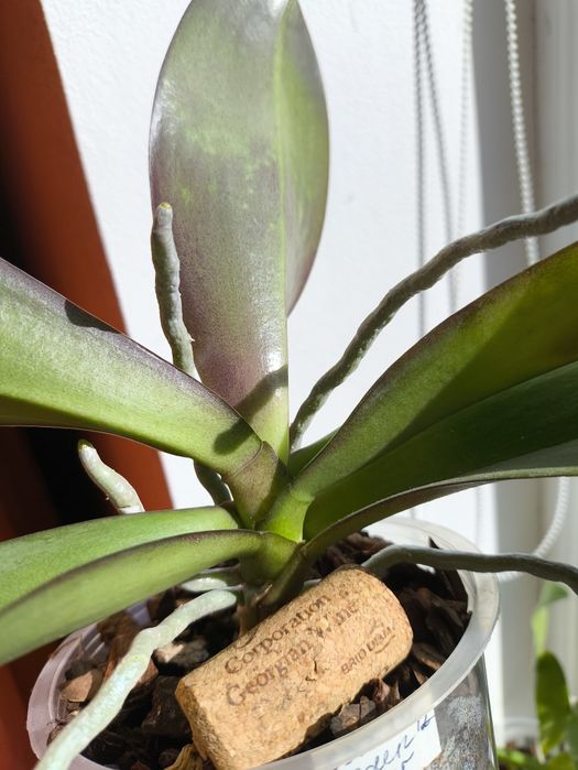 Орхідея Жовта Оливковий відтінок