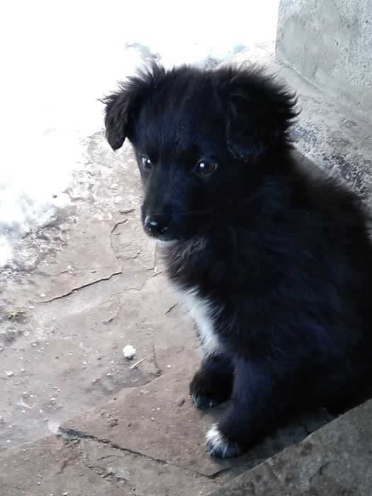 Цуценята в добрі руки безкоштовно