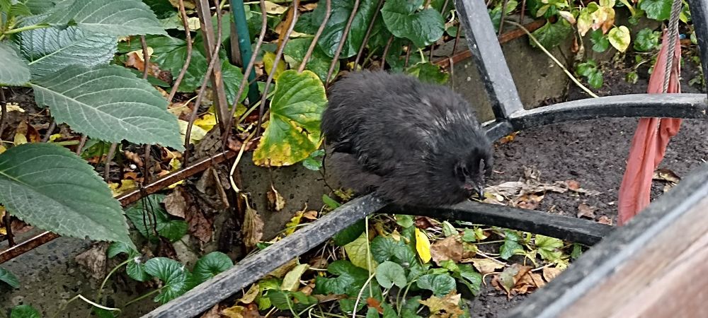 Продам молодих пухових курей