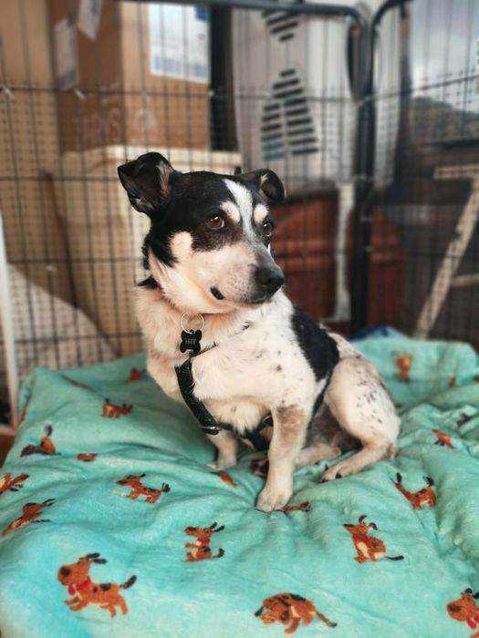 Paczi do adopcji