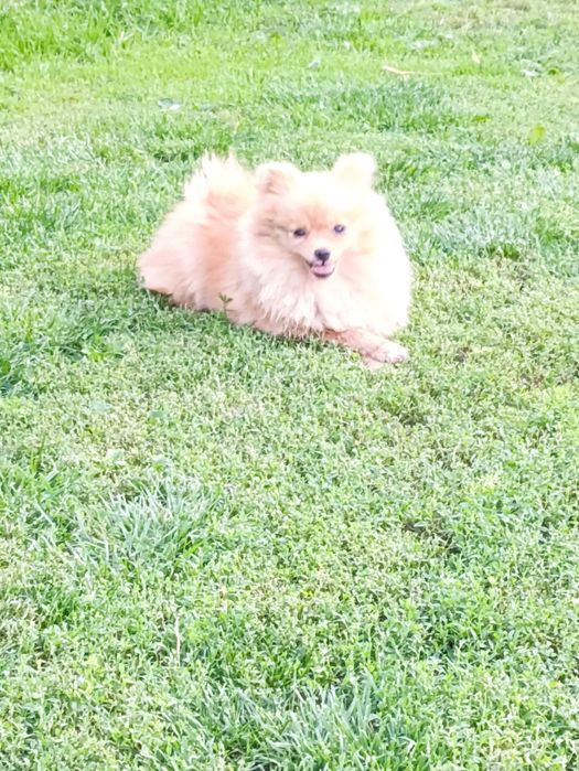 Хлопчик 8 міс шпіц