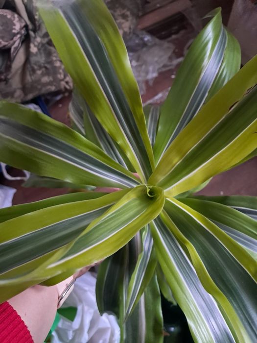 Драцена сорту Lemon Lime