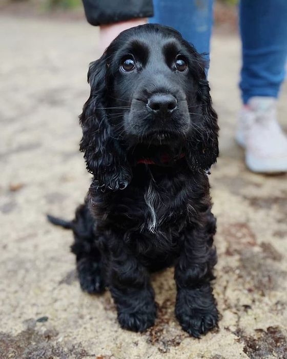 Маленькі чорні перлинки спаніеля