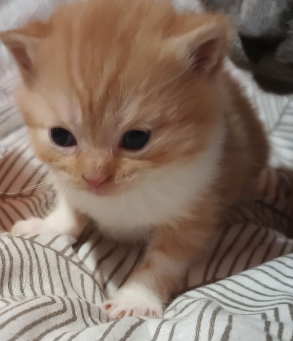 Kot szkocki do rezerwacji