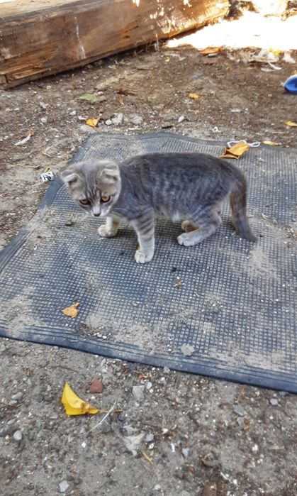 Шотландські кошенята