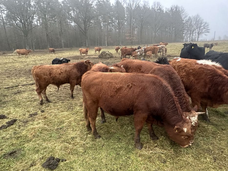 Sprzedam bydło mięsne