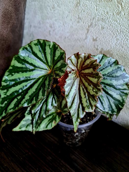 Бегонії кейн Sierra mountain king, Aerial та інші рідкісні сорти