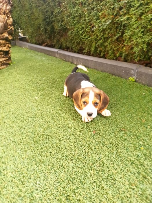 Beagle Tricolor LOP e Afixo