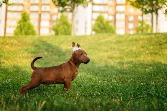 Цуценята цвергпінчера