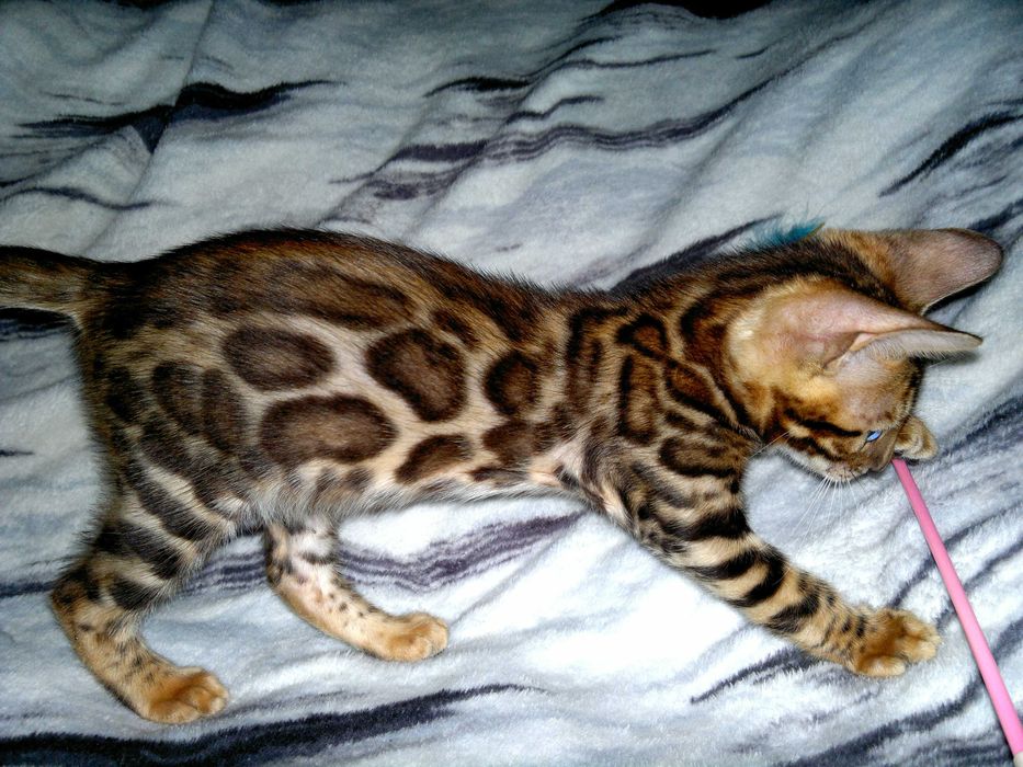 Чистокровний бенгальський ШОУ якість у велику розетку. Документи WCF