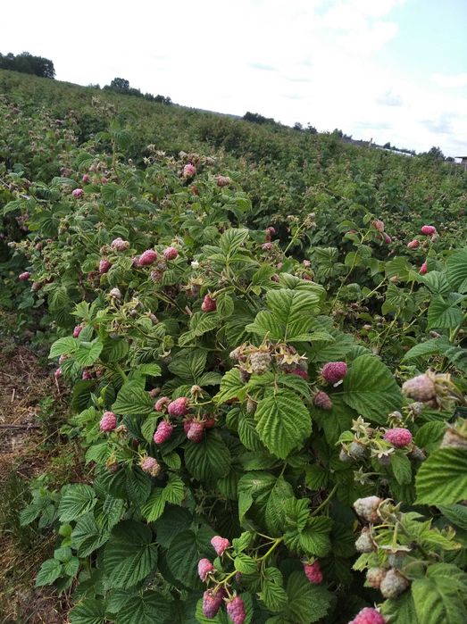 Sprzedam sadzonki malin wczesne póznne Gigant INNE   WYSYŁKA-DORADZTWO