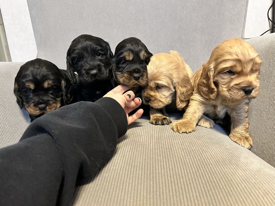 Cocker Spaniel Angielski, Szczeniaczek