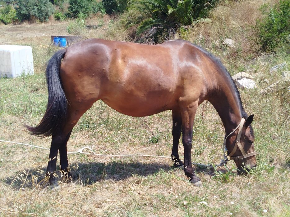 Égua castanha castanha para venda com  seis anos