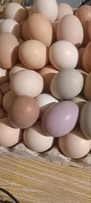 Инкубационное яйцо цветных кур.