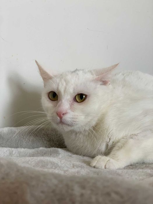 Gata para adoçao( white)