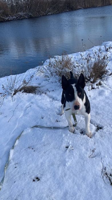 Султан в пошуках дому