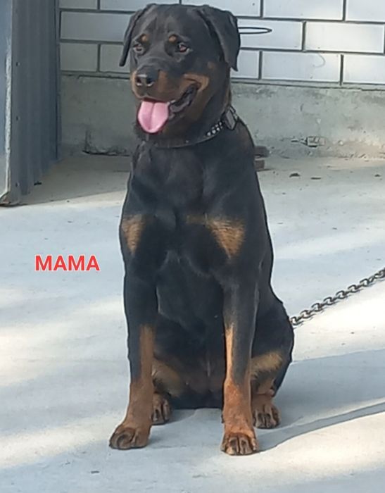 Открыта бронь на Чистокровные щенки породы Ротвейлер .