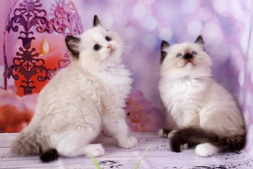 Регдоли-найкращі компаньони та друзі