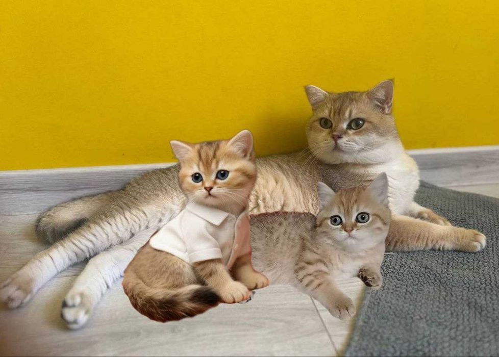 Породні кошенята - чистокровні шиншилки