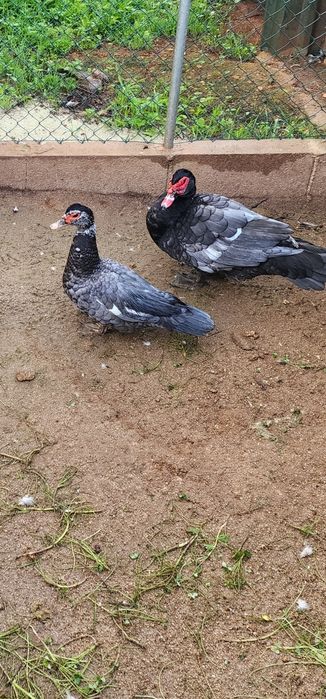 Codernizes, ovos e patos