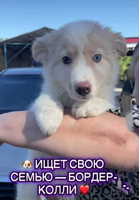 Мальчик Бордер колли