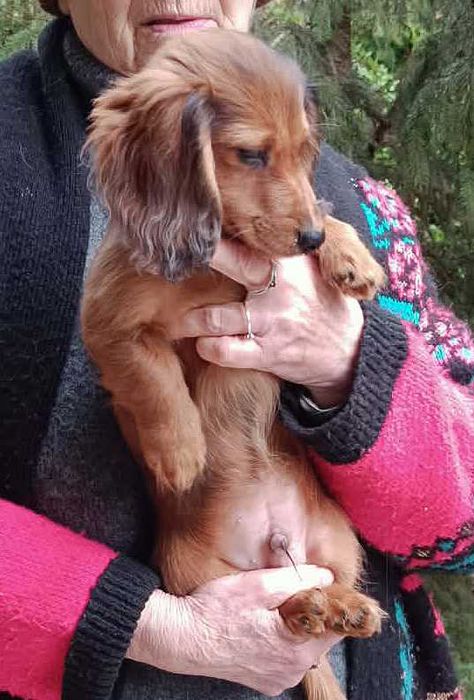 Jamniczek długowłosy króliczy