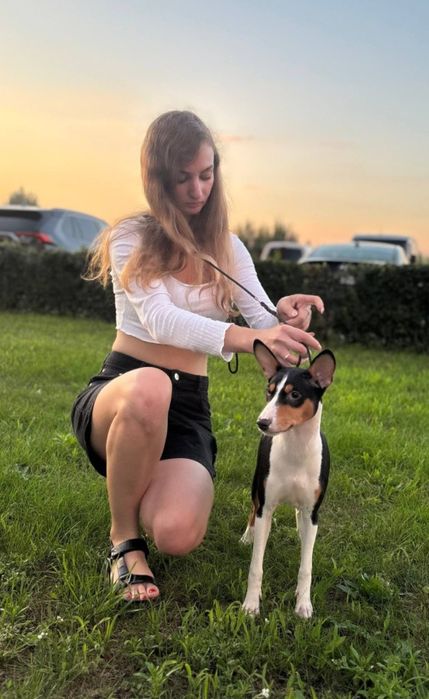 Щенок басенджи мальчик триколор