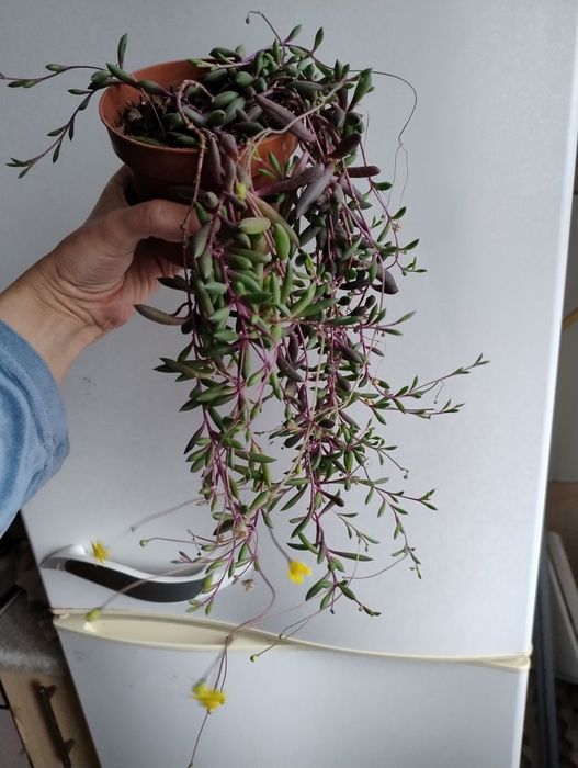 Крестовник Оттона ( рубиновые бусы).