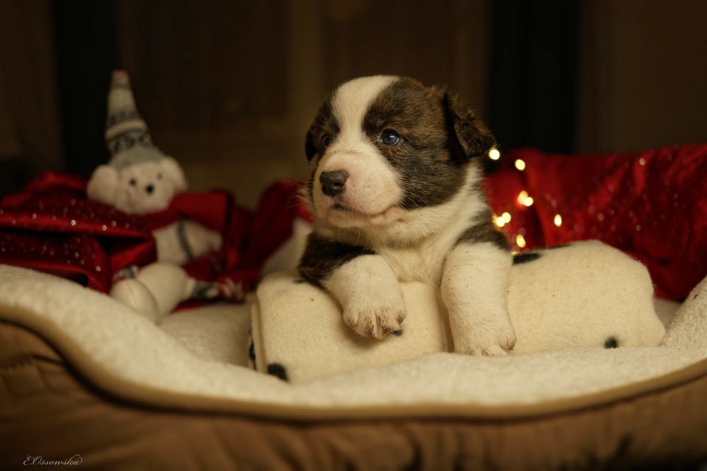 Szczeniak Welsh Corgi Cardigan FCI