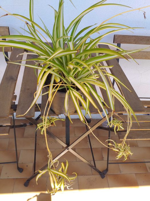 Clorophito planta decorativa