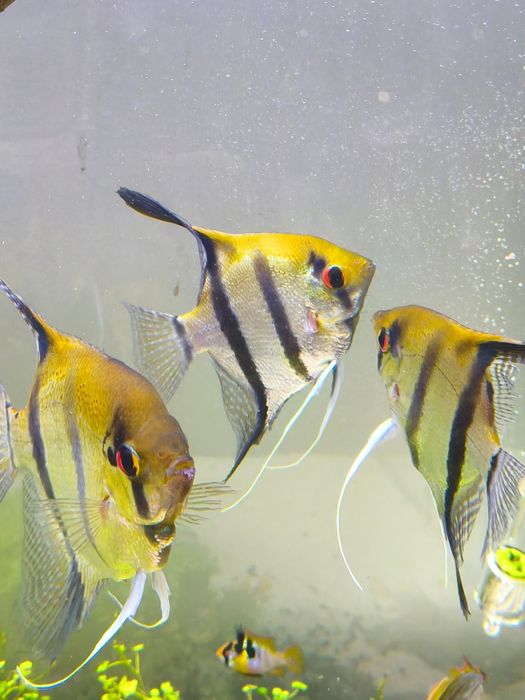 Casal de escalares reprodutor