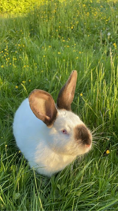 Продаю кроликів (живих або на мʼясо)