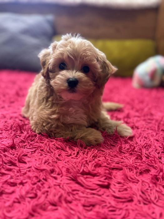 Piesek bichpoo gotowy do odbioru