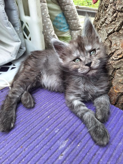 Mainecoon czarna dymna koteczka