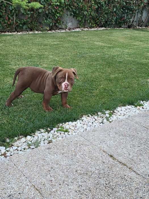 American bully macho