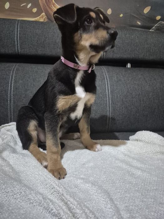 Цуценята в добрі руки