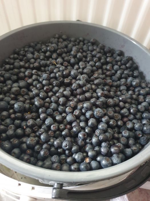 Sprzedam 5 kg owoców aronii