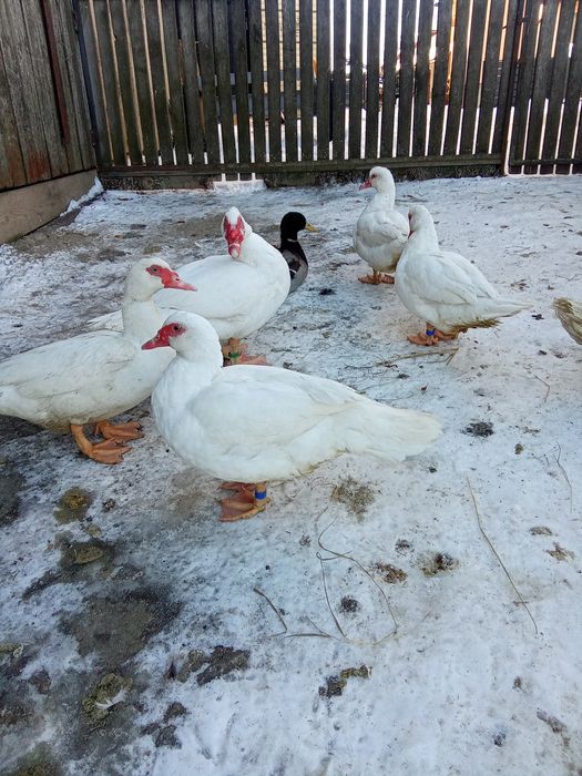 Качки шипуни на продаж