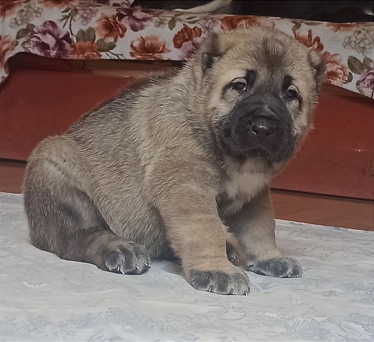 Щенки САО алабай