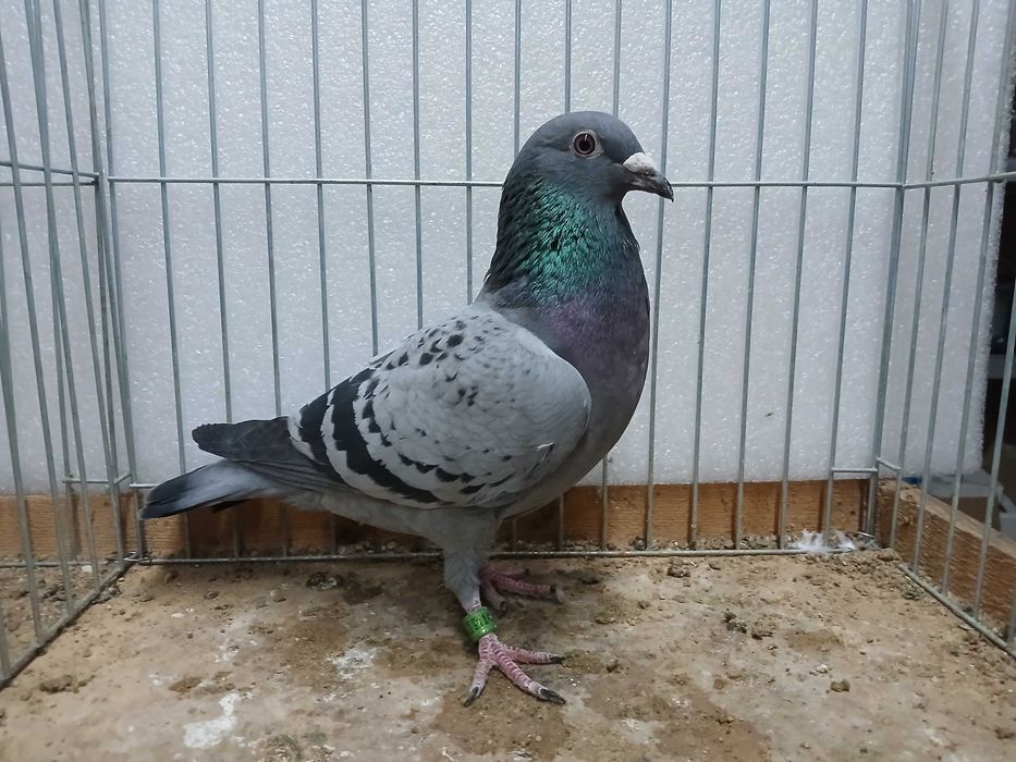 młode gołębie pocztowe do 500 km jako młode