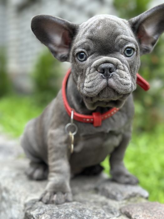 Мальчик французского бульдога