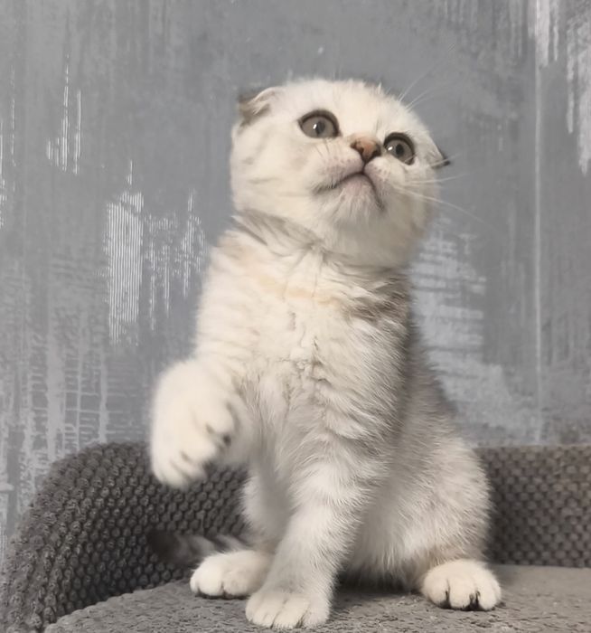 Висловуха дівчинка срібла шиншила котята кошенята котики