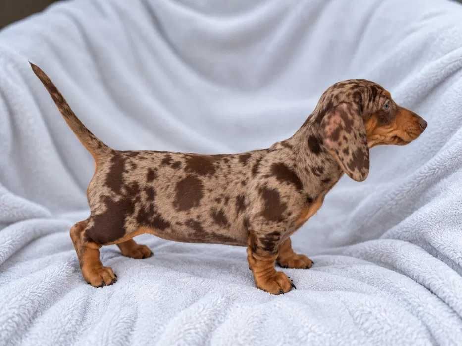 Teckel chocolate merle