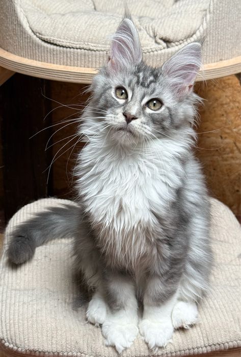 Kocurek Maine Coon