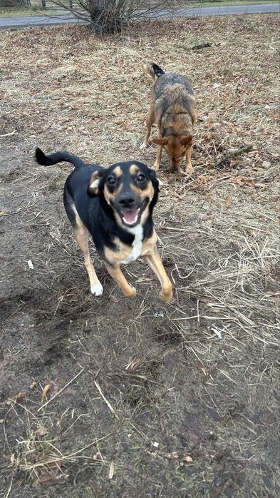 Oddam sunie 3 letnią