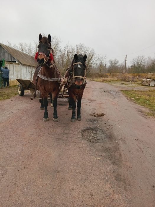 Продам кобилу 12 років